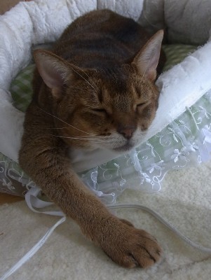 「猫だらけ」