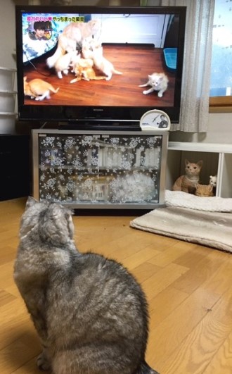こまりテレビ