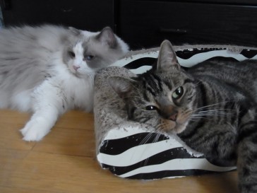「猫だらけ」