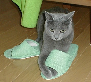 「猫だらけ」