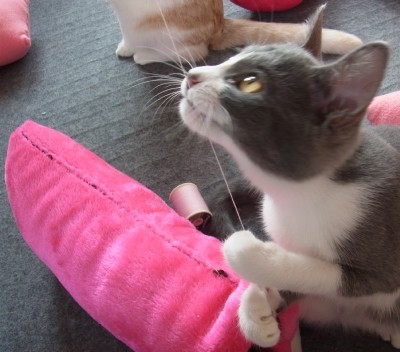 「猫だらけ」