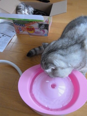 「猫だらけ」