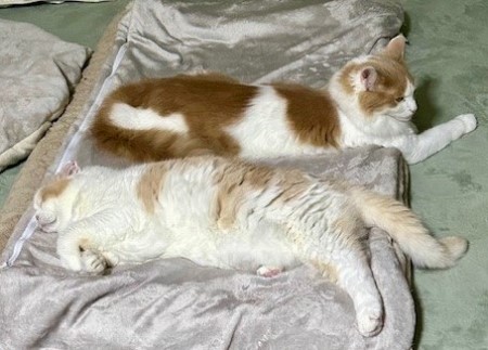 thumbnail_IMG_4381