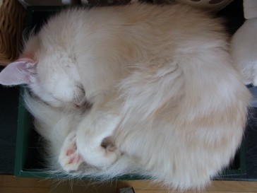 「猫だらけ」