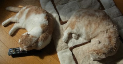 「猫だらけ」