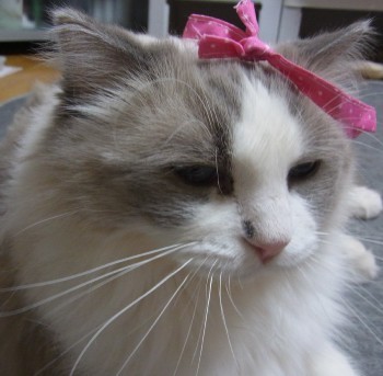 「猫だらけ」