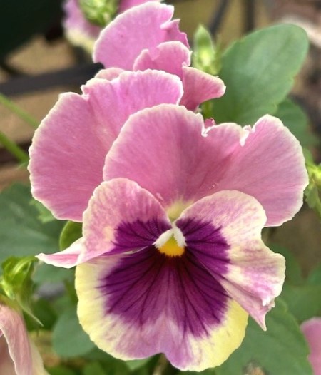 thumbnail_IMG_3795 (2)