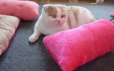 「猫だらけ」