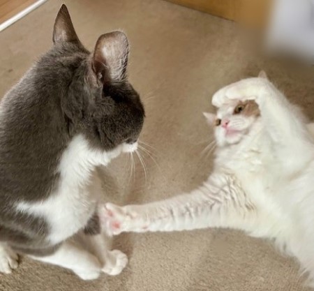 thumbnail_IMG_3565 (2)