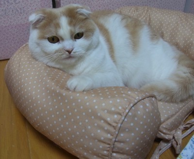 「猫だらけ」