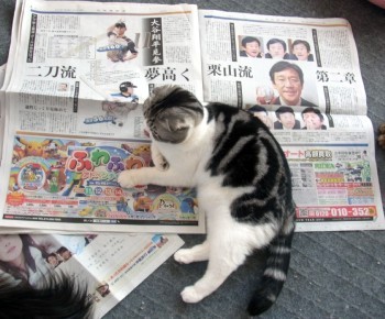 「猫だらけ」
