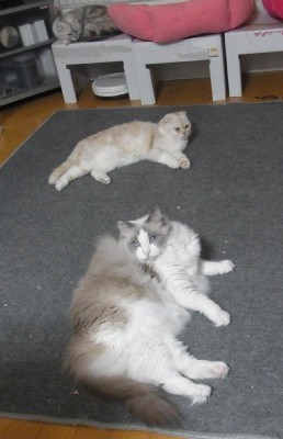 「猫だらけ」