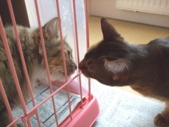 2008_0202猫写真0061