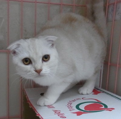 「猫だらけ」