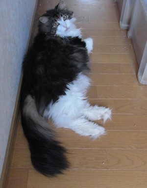 「猫だらけ」