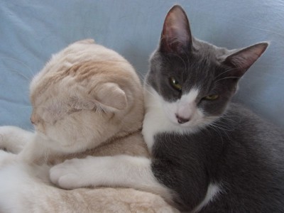 「猫だらけ」