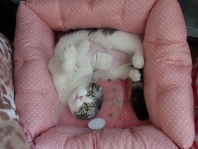 「猫だらけ」