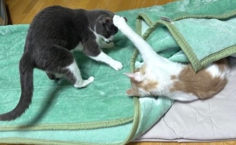 thumbnail_IMG_5262 (1)