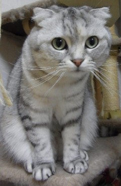 「猫だらけ」