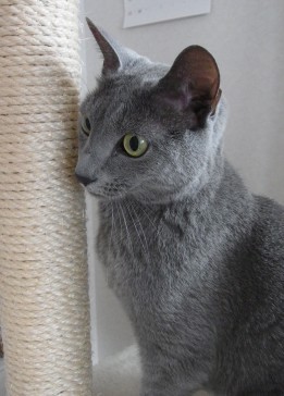 「猫だらけ」
