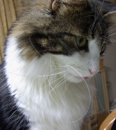 「猫だらけ」