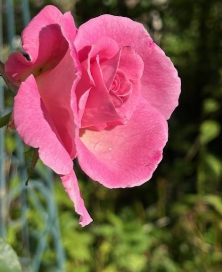 thumbnail_IMG_7267 (1)