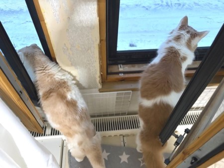 14755da6-d4ae-47e1-9739-321f9b7afaa6