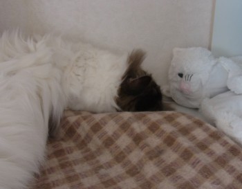 「猫だらけ」