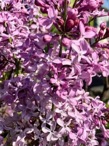 IMG_5260_1