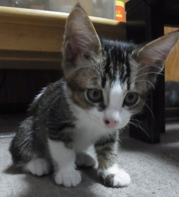 「猫だらけ」