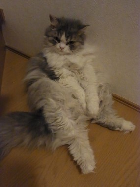 「猫だらけ」