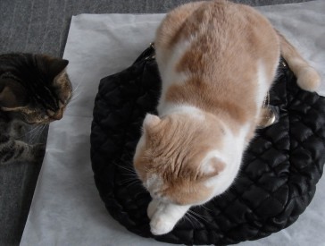 「猫だらけ」