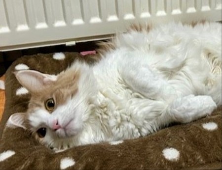 thumbnail_IMG_5742 (1)