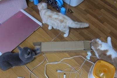 「猫だらけ」