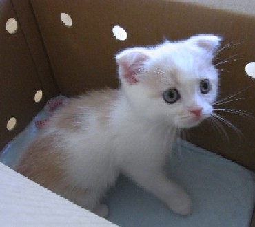 「猫だらけ」