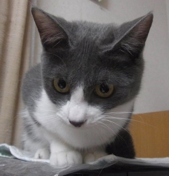 「猫だらけ」