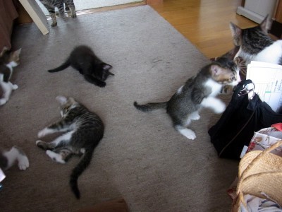 「猫だらけ」