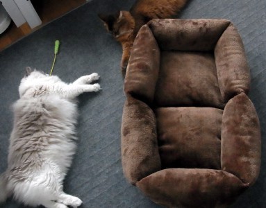 「猫だらけ」