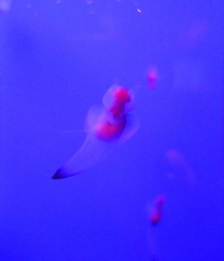2009_06140092