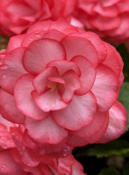 7f77a4fc-3811-45db-bc36-76cf394bfdad