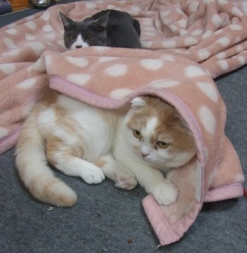 「猫だらけ」