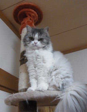 「猫だらけ」