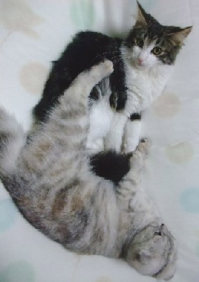 「猫だらけ」