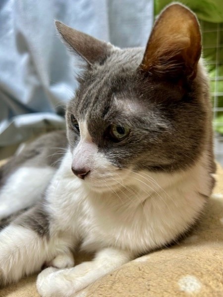 a972f708-f760-4161-bac6-13e37e7884c3