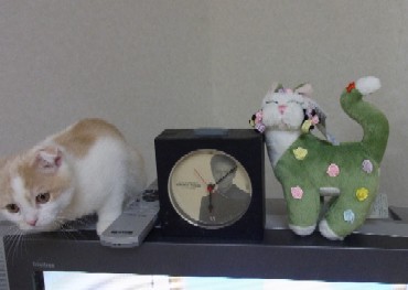 「猫だらけ」