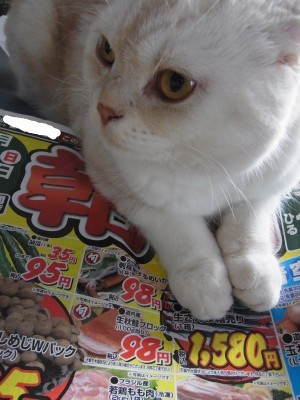 「猫だらけ」