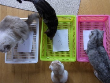 「猫だらけ」