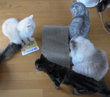 「猫だらけ」
