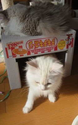 「猫だらけ」