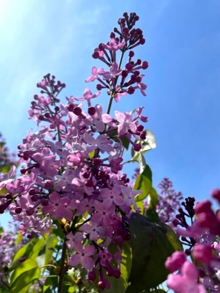thumbnail_IMG_0517_1